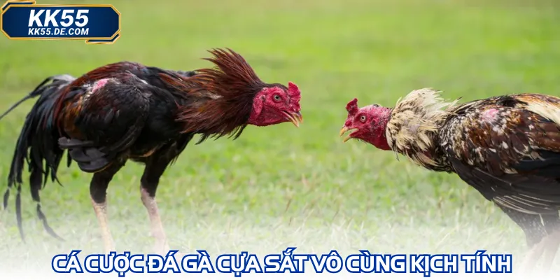 Cá cược đá gà cựa sắt vô cùng kịch tính