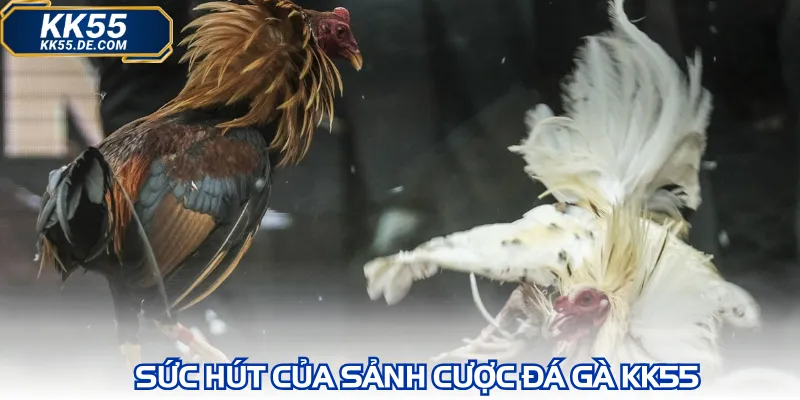 Sức hút của sảnh cược đá gà KK55