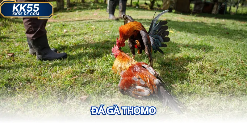Đá gà thomo