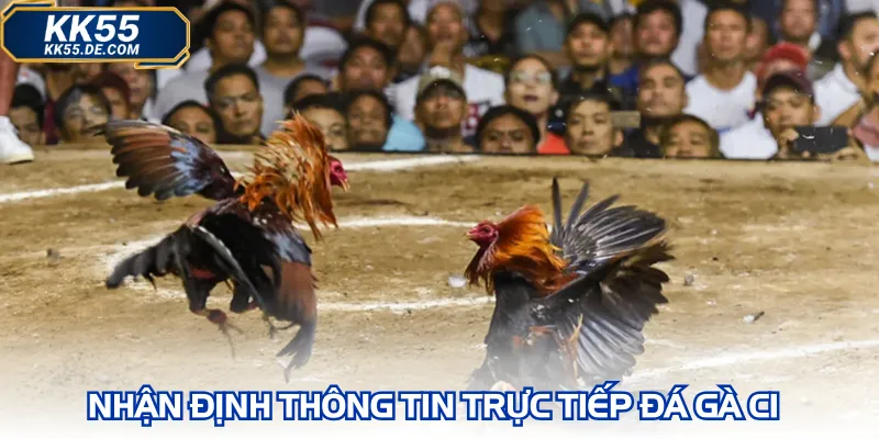 Nhận định khái niệm trực tiếp đá gà C1