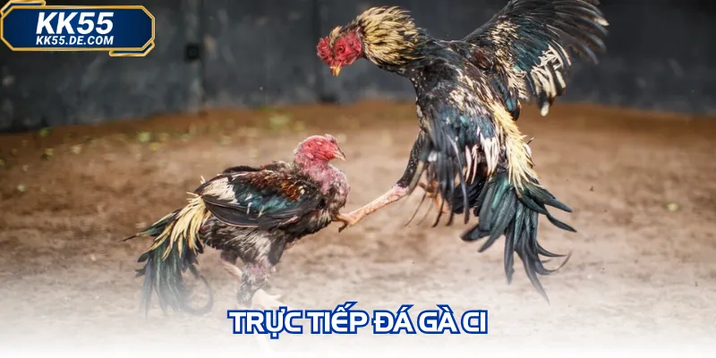 Trực tiếp đá gà C1